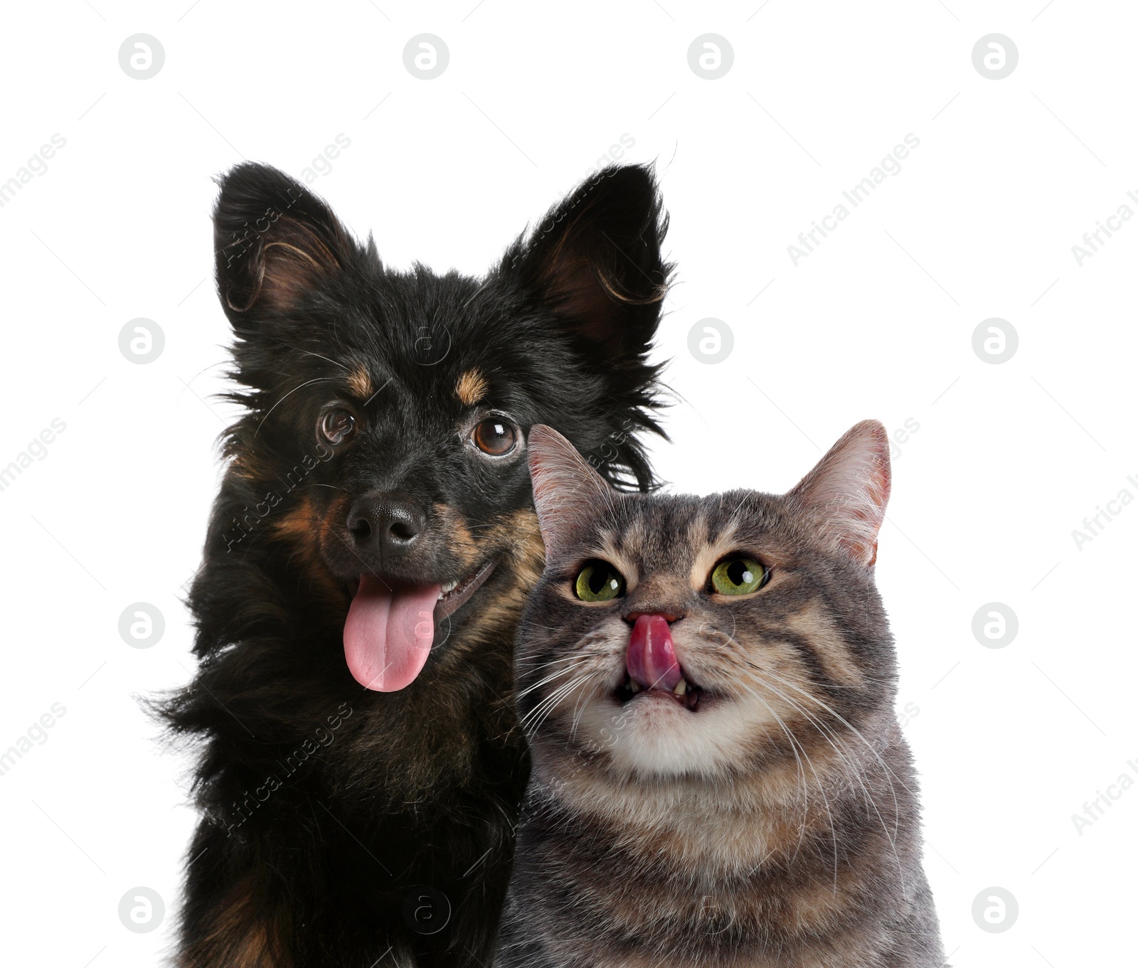 Image of Adorable cat and dog on white background. Cute friends