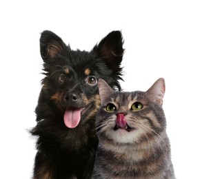 Image of Adorable cat and dog on white background. Cute friends