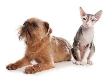 Adorable cat looking into camera and dog together on white background. Friends forever
