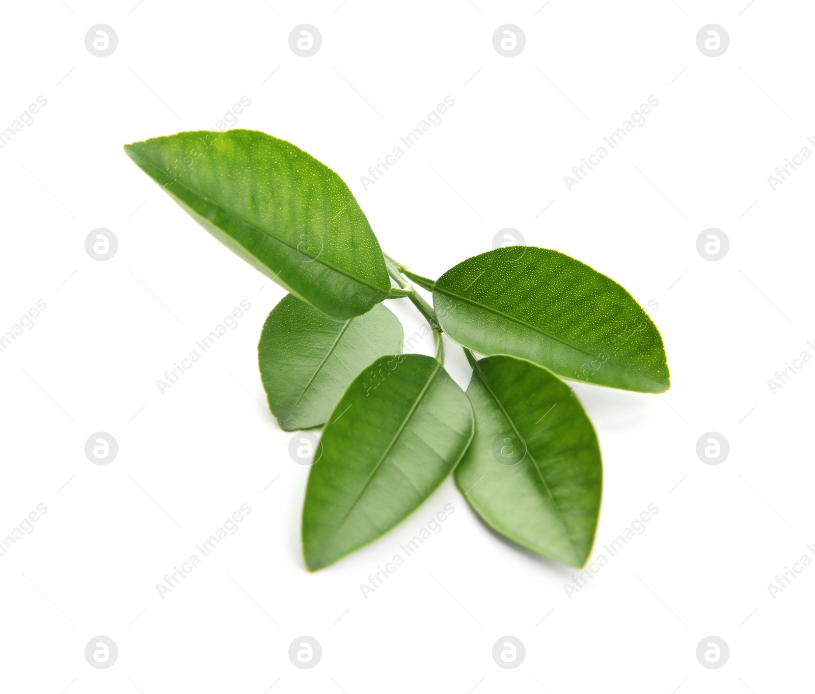 Photo of Branch of citrus leaves isolated on white