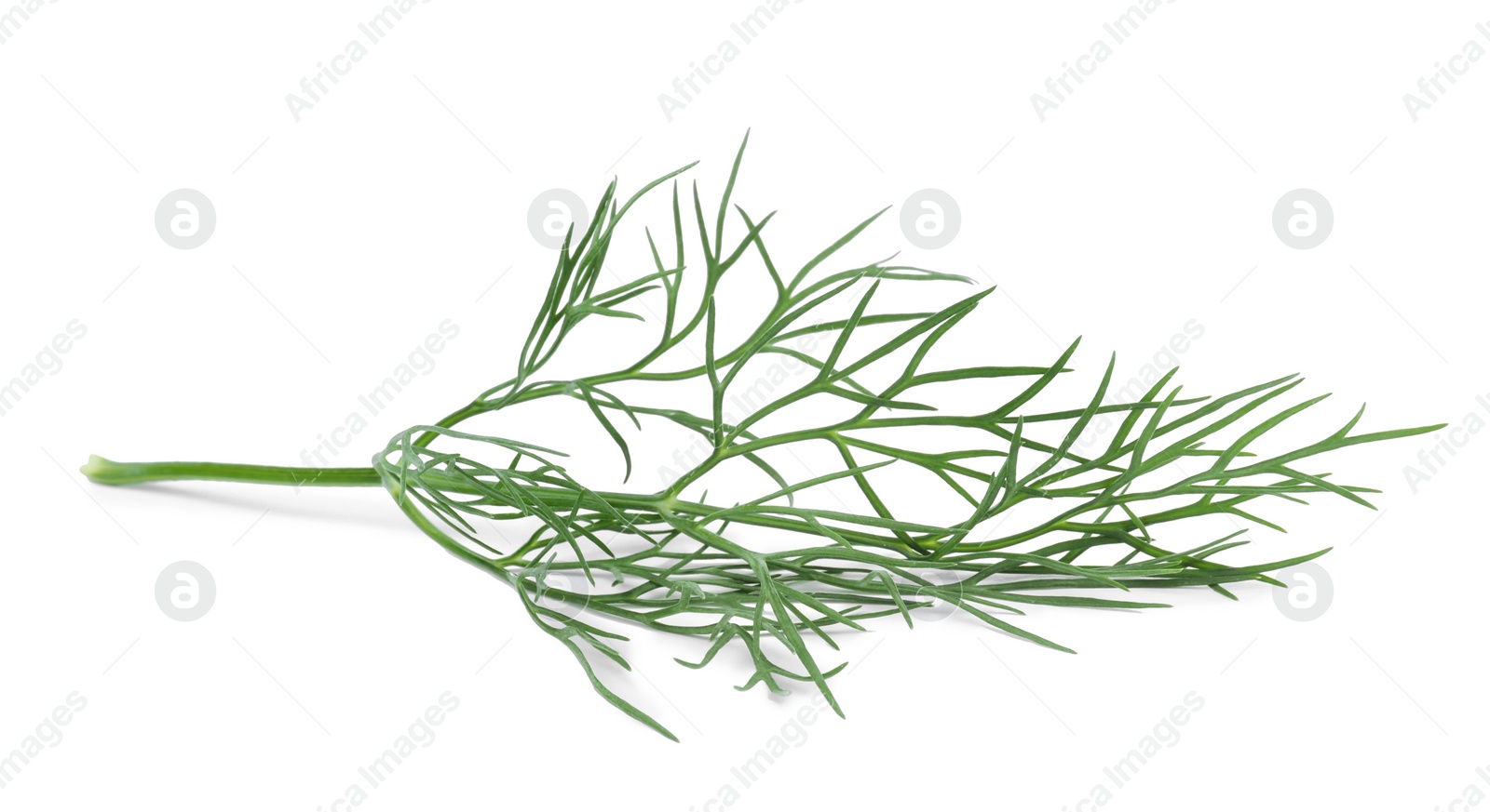 Photo of Sprig of fresh dill isolated on white