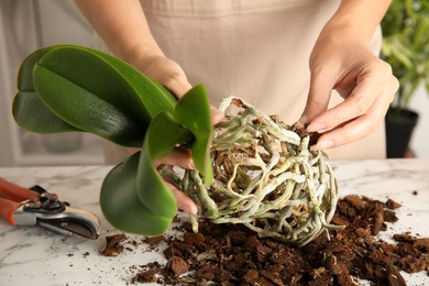 Photo of Woman transplanting orchid plant on table, closeup