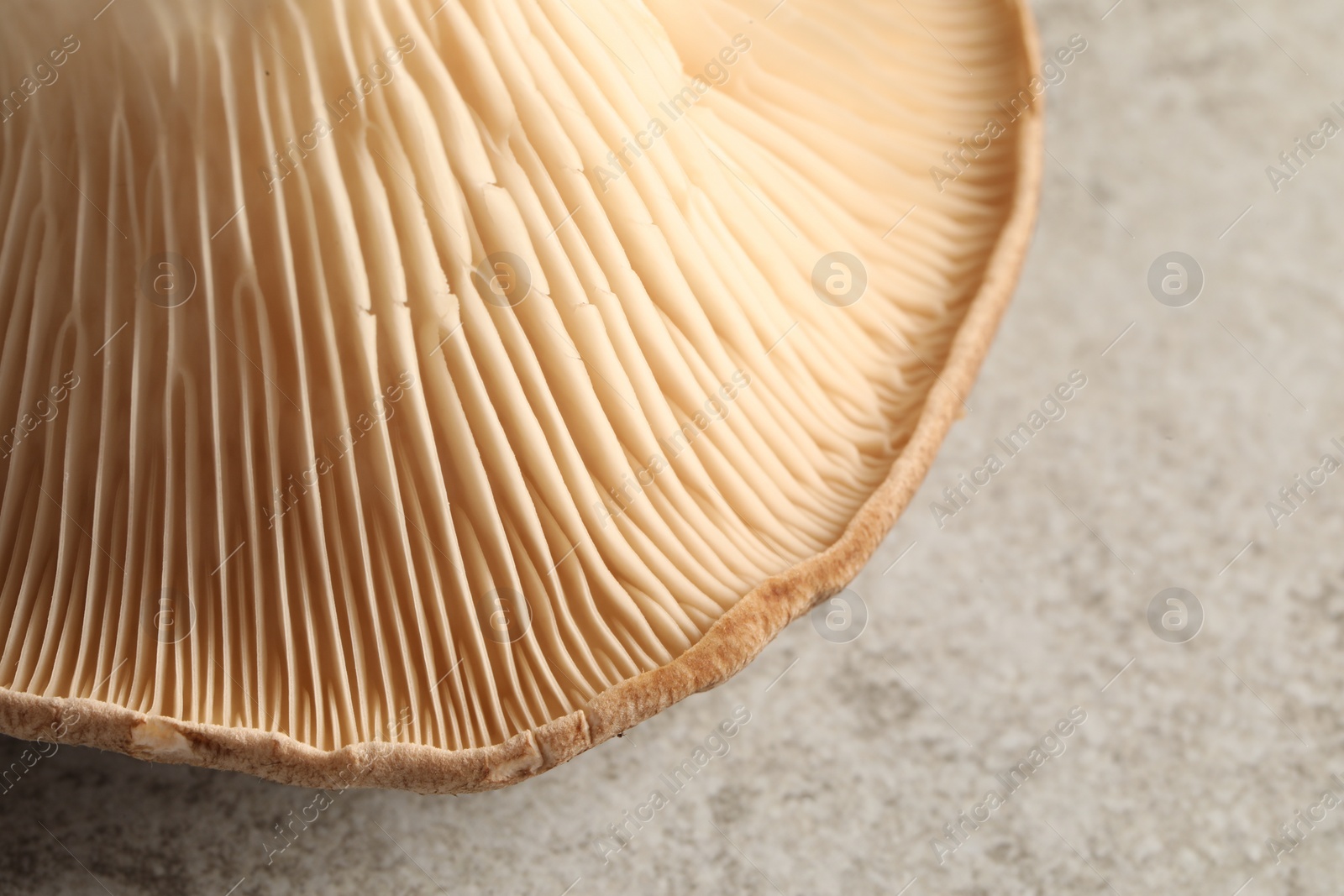 Photo of Fresh oyster mushroom on light table, closeup view