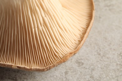 Fresh oyster mushroom on light table, closeup view