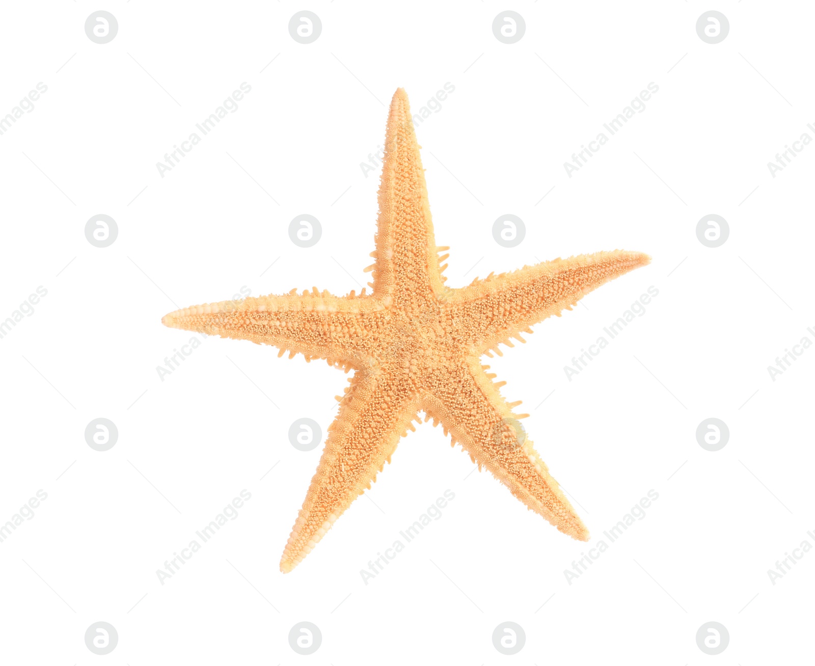 Photo of Beautiful sea star (starfish) isolated on white