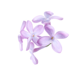 Photo of Beautiful violet lilac blossom isolated on white