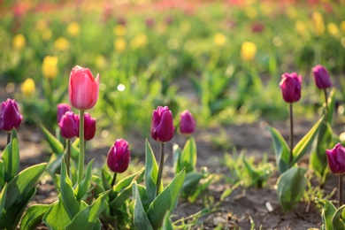 Field with fresh beautiful tulips, space for text. Blooming spring flowers