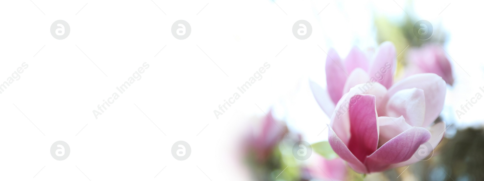 Image of Beautiful magnolia flower, closeup. Amazing spring blossom