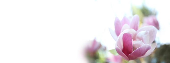 Image of Beautiful magnolia flower, closeup. Amazing spring blossom