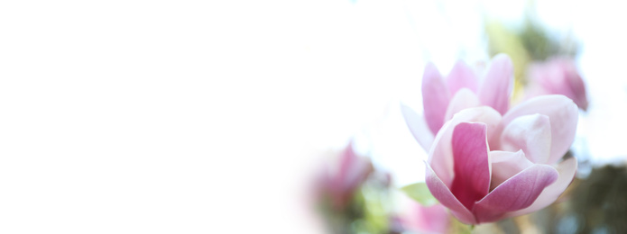 Beautiful magnolia flower, closeup. Amazing spring blossom