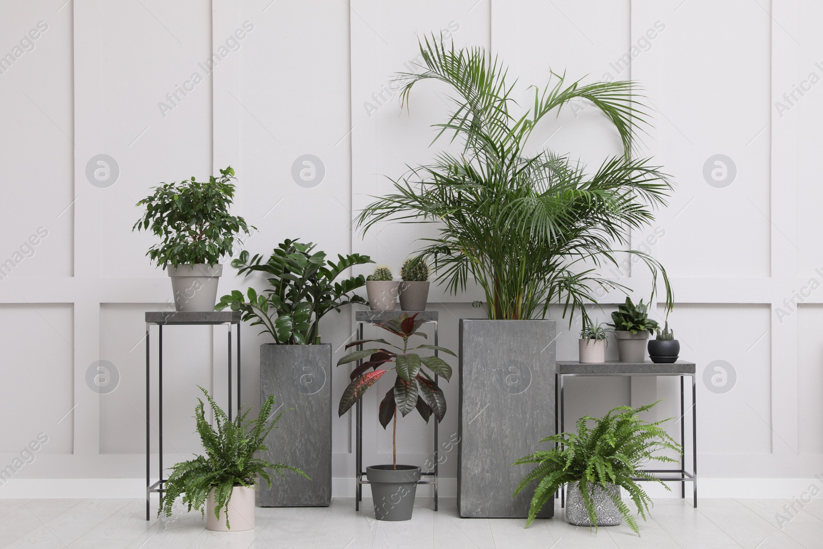 Photo of Many beautiful houseplants near white wall indoors. Interior design