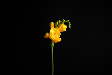 Photo of Beautiful yellow freesia flower on black background