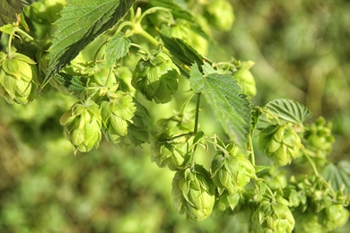 Fresh green hops on bine against blurred background. Beer production