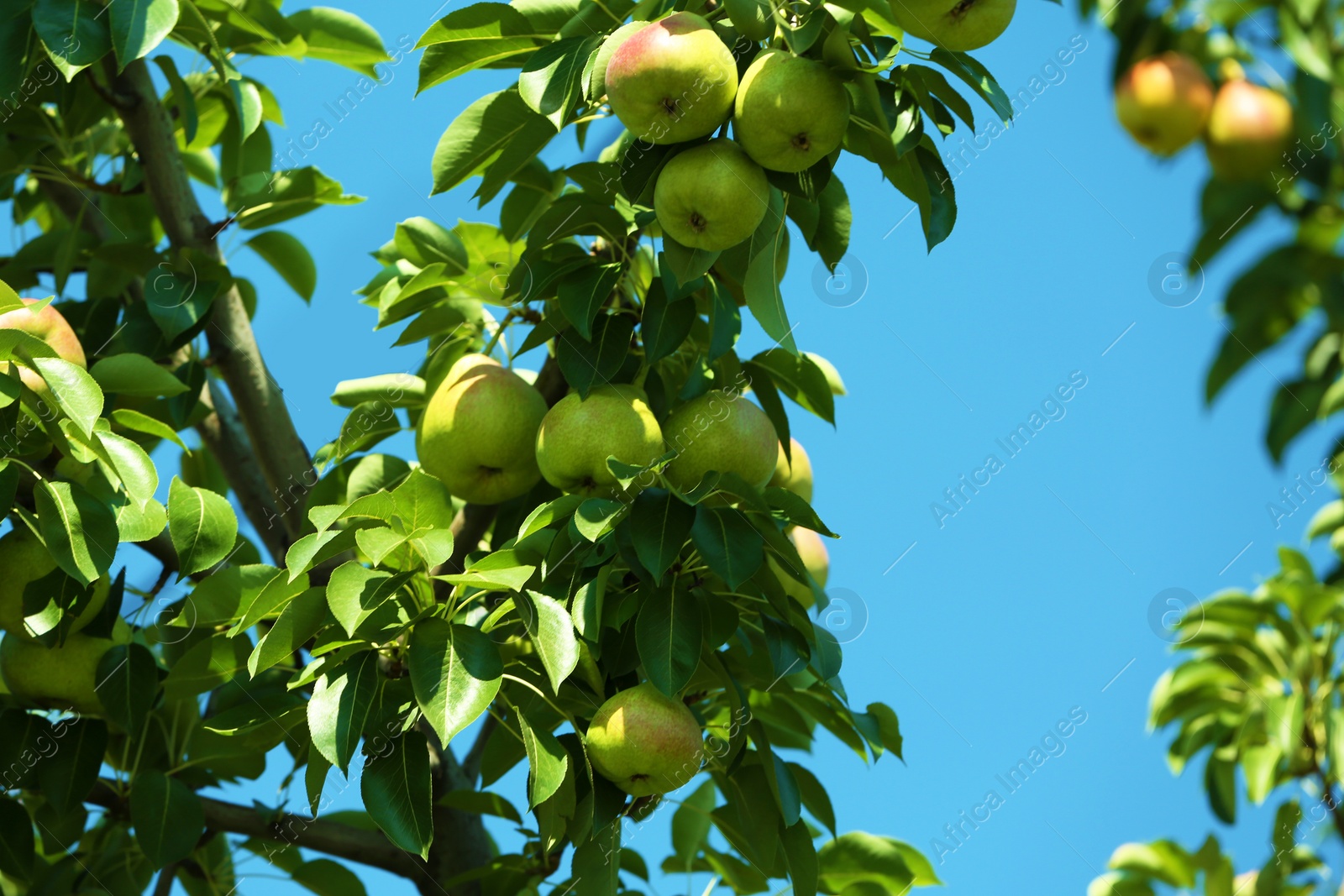 Photo of Branch of tree with pears and foliage in garden