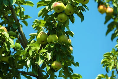 Branch of tree with pears and foliage in garden