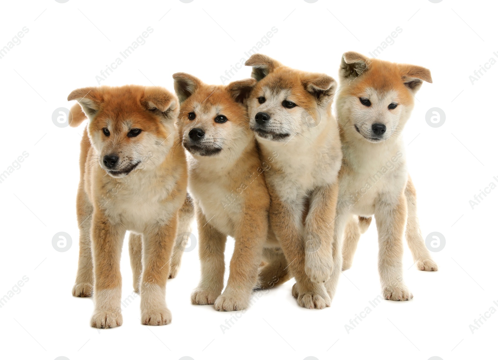 Photo of Cute akita inu puppies isolated on white