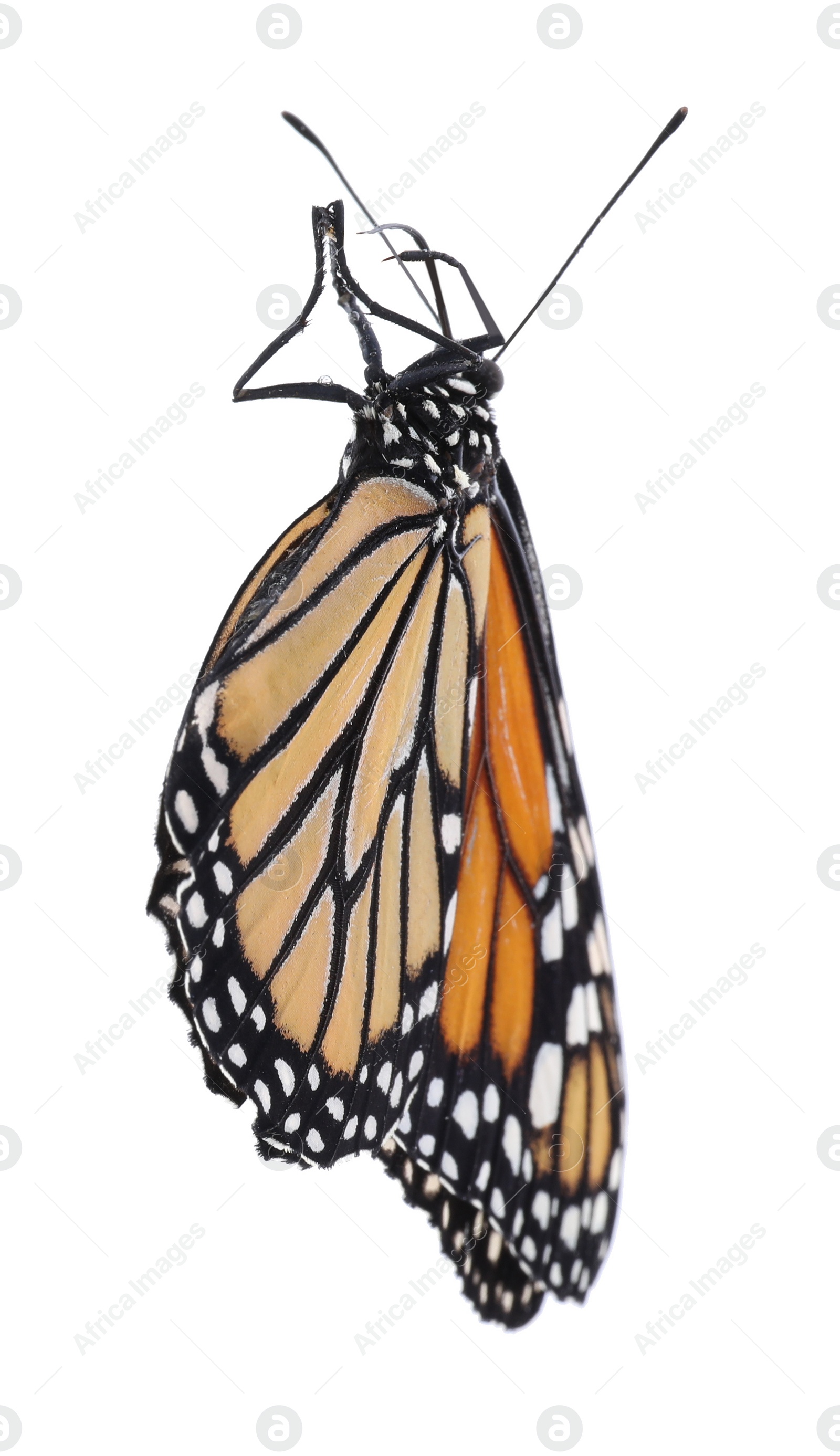 Photo of Beautiful fragile monarch butterfly isolated on white