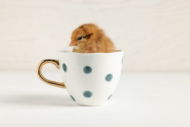 Cute chick in cup on white wooden table, closeup. Baby animal