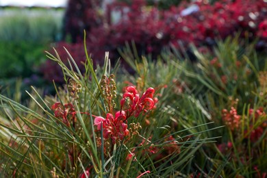 Photo of Beautiful blooming Johnson's spider flower on blurred background, closeup