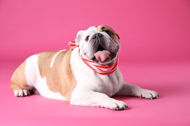 Photo of Adorable funny English bulldog with ribbon on pink background