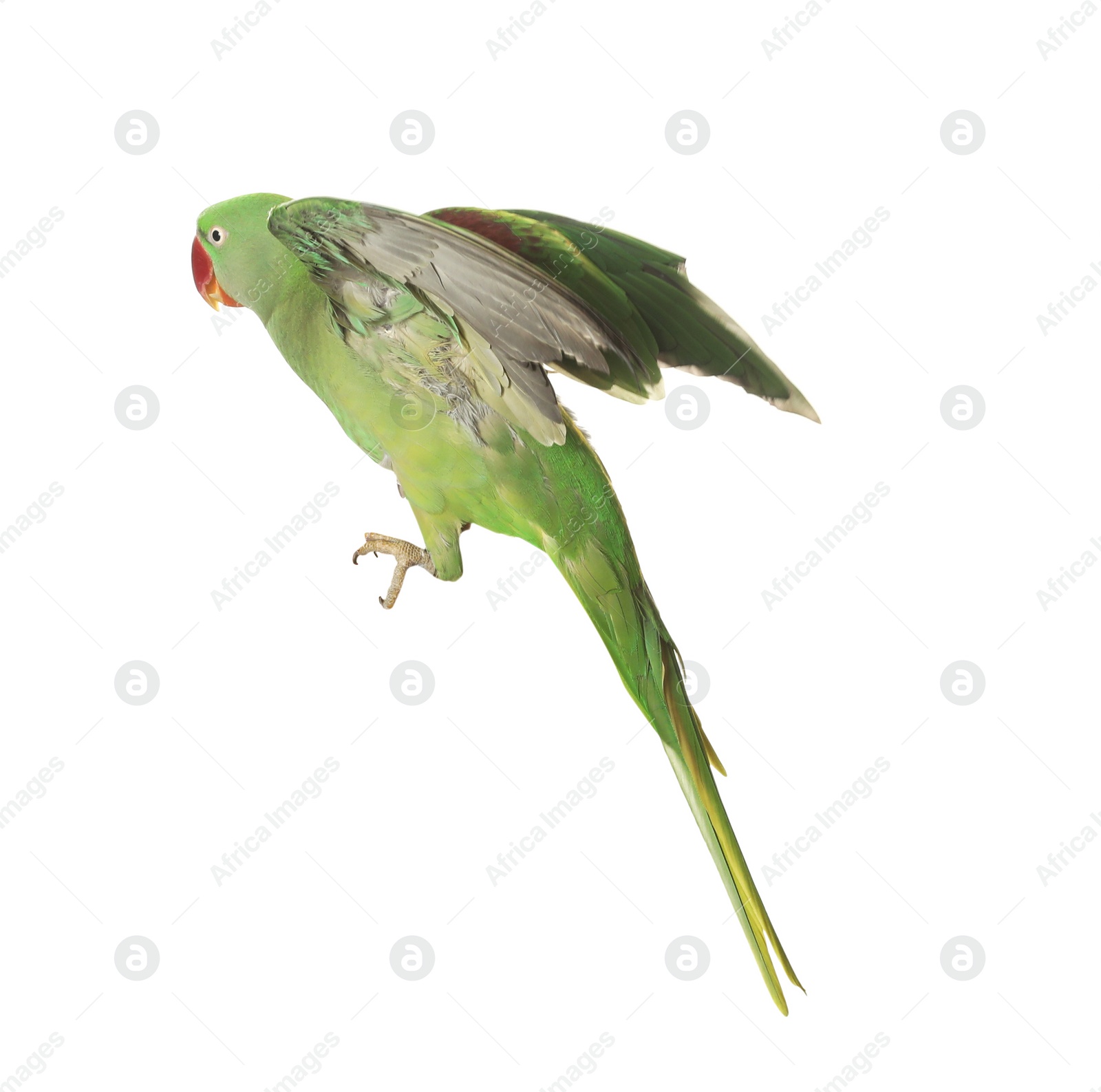 Photo of Beautiful Alexandrine parakeet flying isolated on white