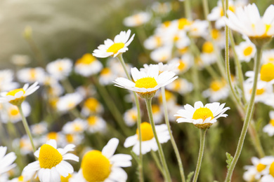 Photo of Beautiful chamomile flowers growing in field, closeup