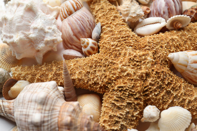 Photo of Composition with starfish and beautiful seashells as background, closeup