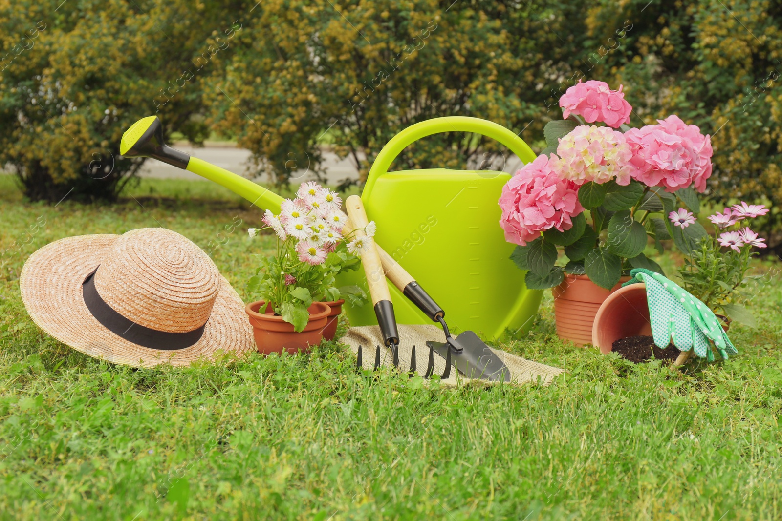 Photo of Beautiful blooming plants, gardening tools and accessories on green grass outdoors