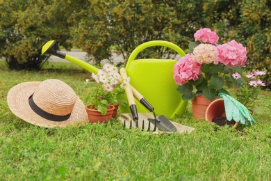 Beautiful blooming plants, gardening tools and accessories on green grass outdoors