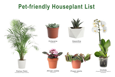 Image of List of pet-friendly houseplants on white background