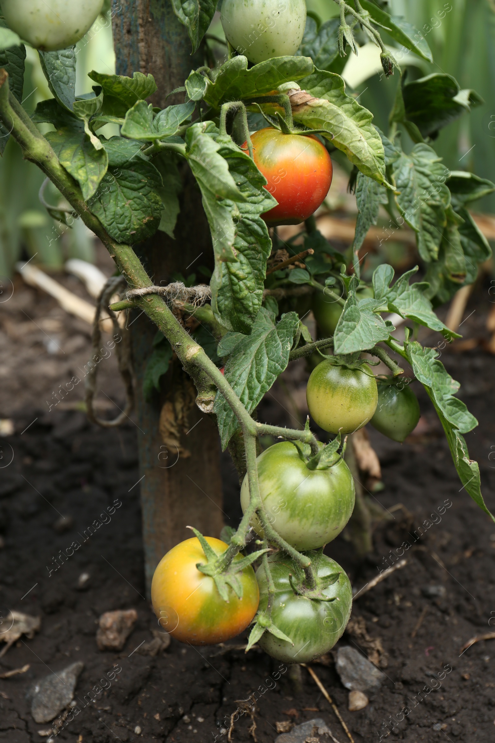 Photo of Beautiful green plants with ripening tomatoes in garden