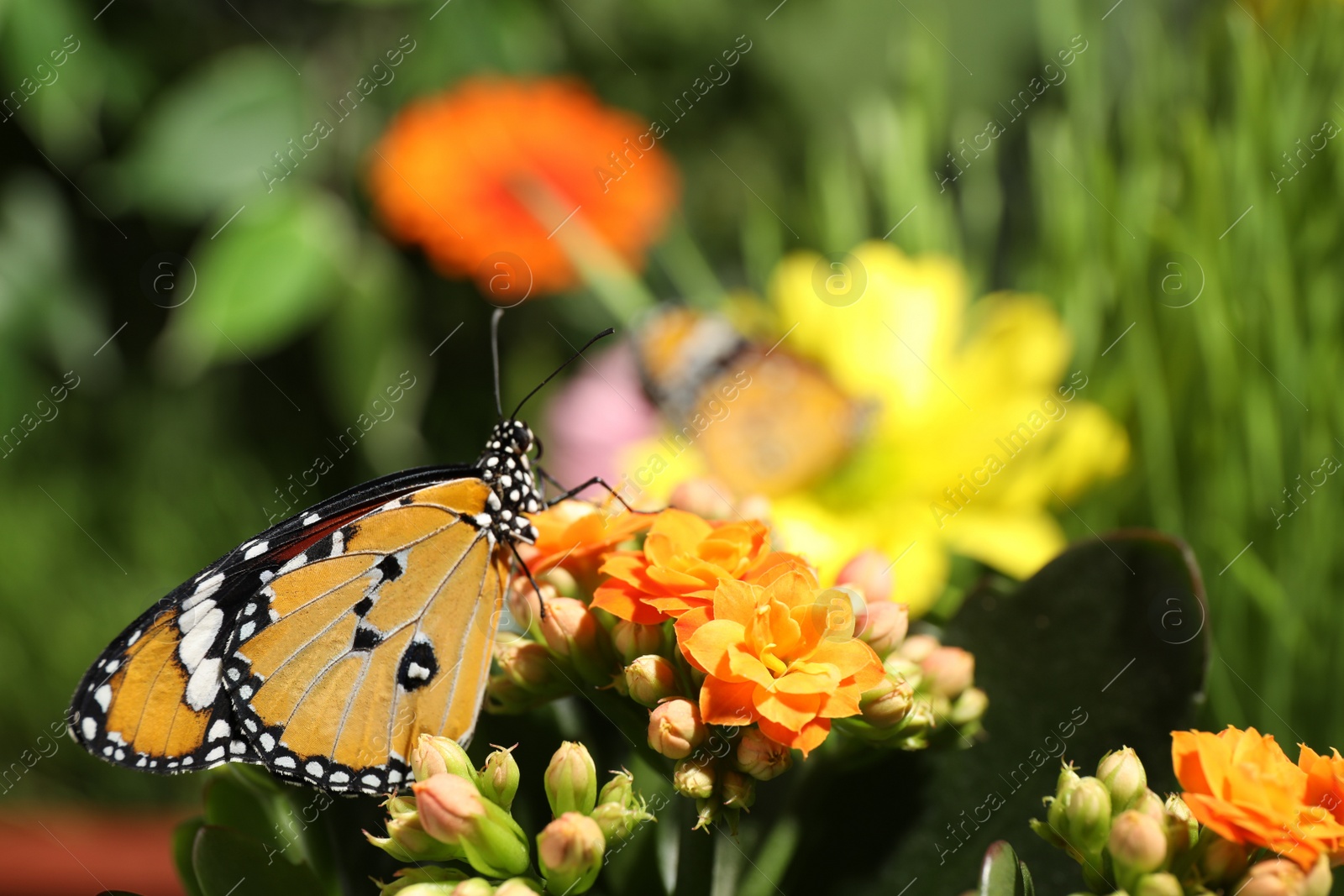 Photo of Beautiful painted lady butterfly on flower in garden