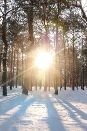 Picturesque view of snowy pine forest in winter morning