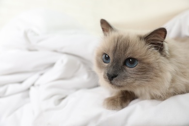 Adorable Birman cat under blanket at home, closeup. Space for text