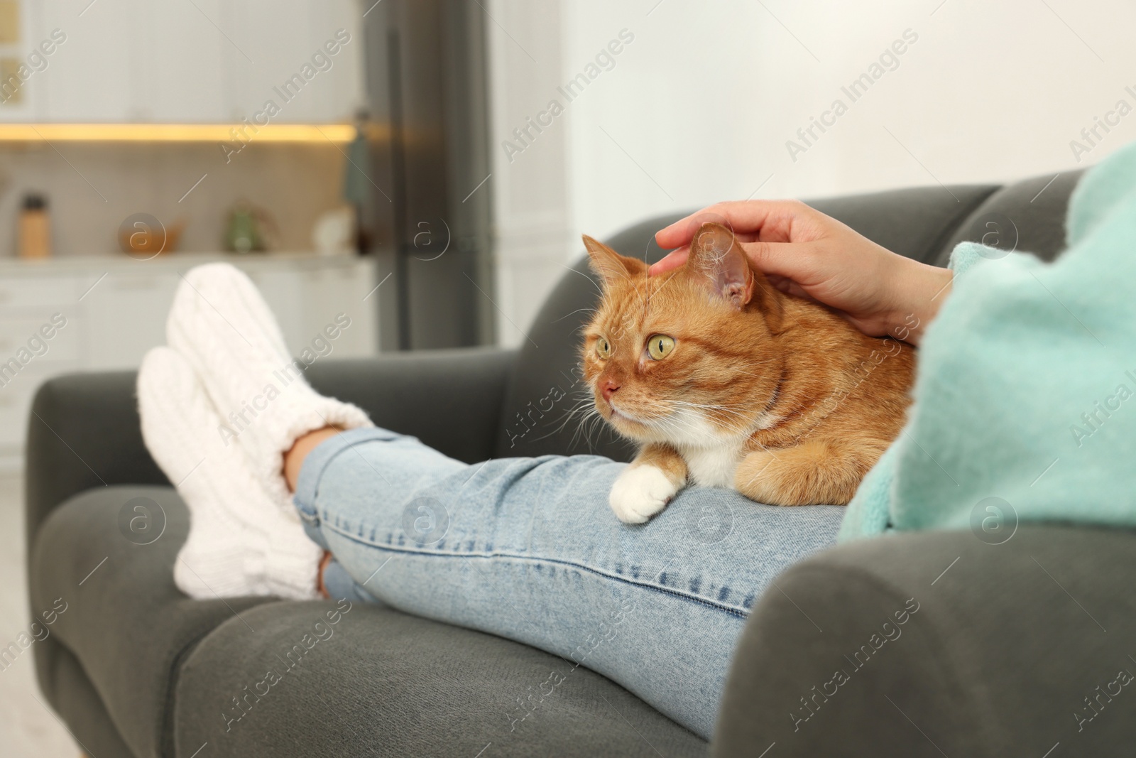 Photo of Woman petting cute cat on sofa at home, closeup