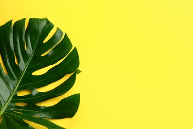 Photo of Beautiful monstera leaf on yellow background, top view with space for text. Tropical plant