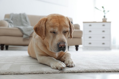 Yellow labrador retriever lying on floor indoors