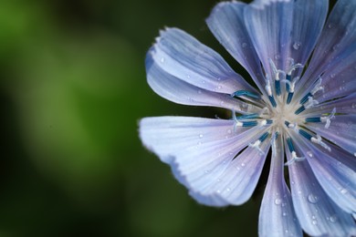 Photo of Beautiful blooming chicory flower growing on blurred background, closeup. Space for text
