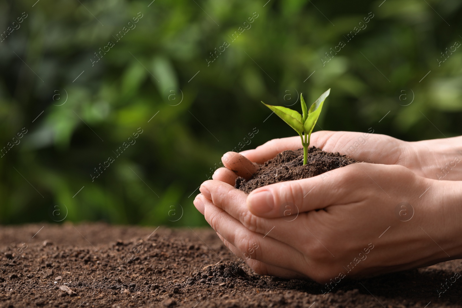 Photo of Woman holding young seedling over soil on blurred background, closeup. Space for text