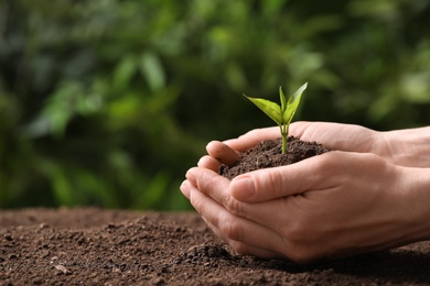Photo of Woman holding young seedling over soil on blurred background, closeup. Space for text