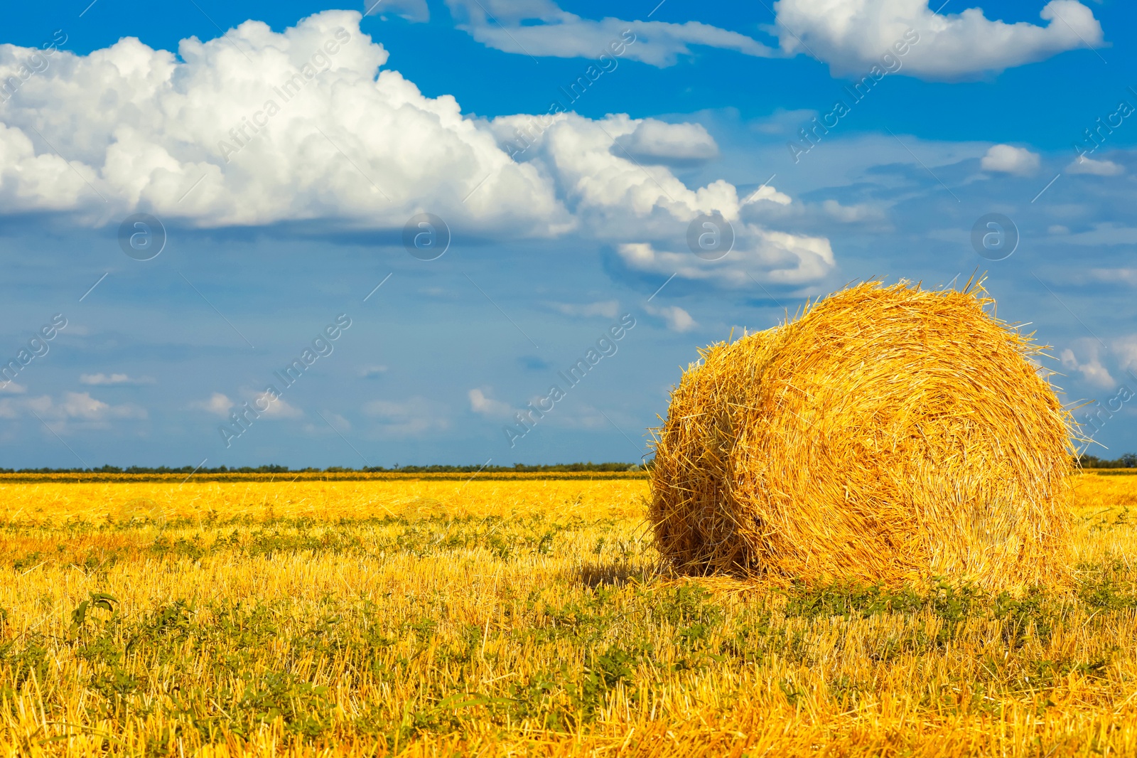 Image of Hay bale in golden field under blue sky. Space for text