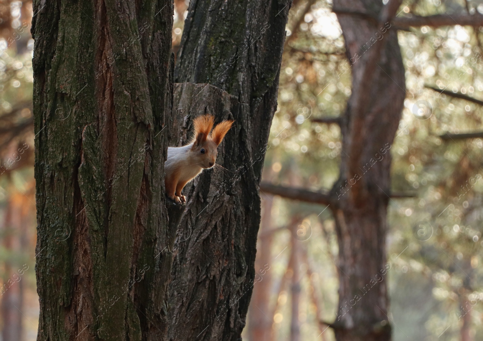 Photo of Cute red squirrel on tree in forest