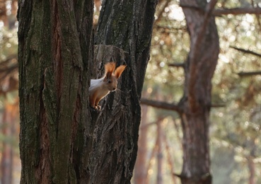 Photo of Cute red squirrel on tree in forest