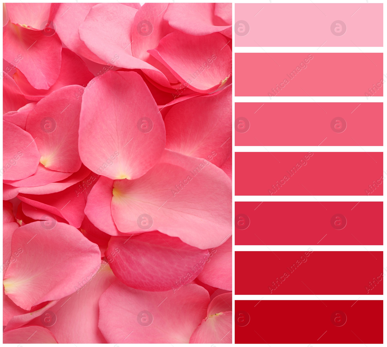 Image of Fresh pink rose petals and color palette. Collage