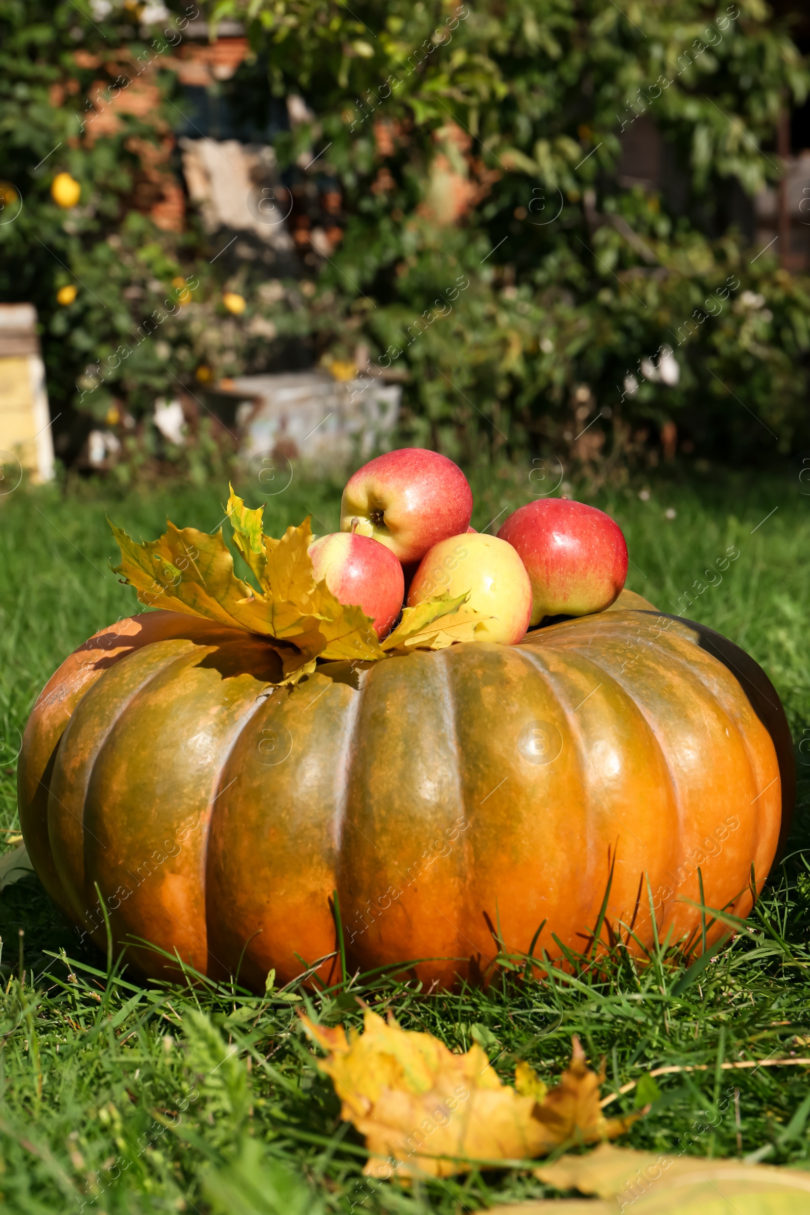 Photo of Ripe pumpkin, maple leaves and apples on green grass in park. Autumn harvest