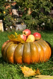 Photo of Ripe pumpkin, maple leaves and apples on green grass in park. Autumn harvest