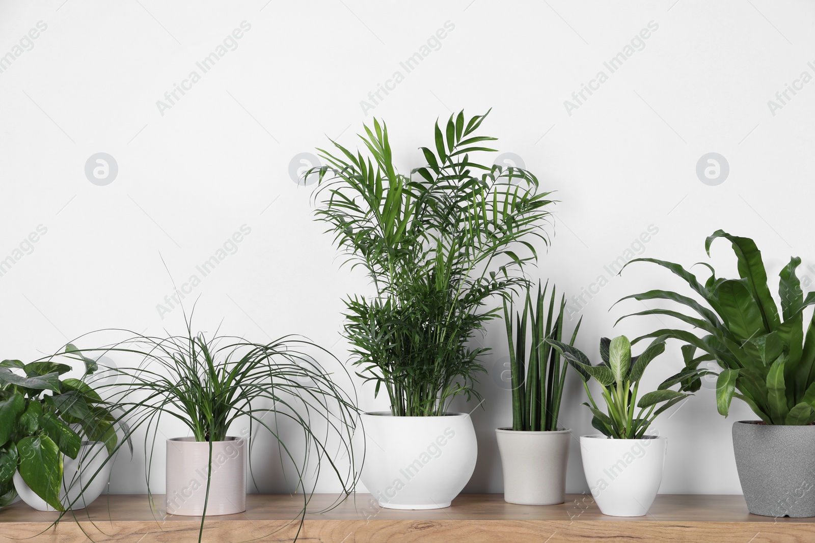 Photo of Many different houseplants in pots on wooden table near white wall