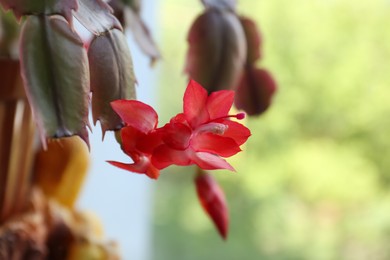 Photo of Beautiful crab cactus with red flowers, closeup