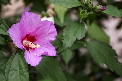 Photo of Beautiful tropical Hibiscus flower on bush outdoors