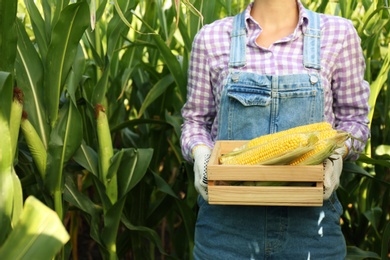 Photo of Woman with wooden crate of fresh ripe corn on field, closeup